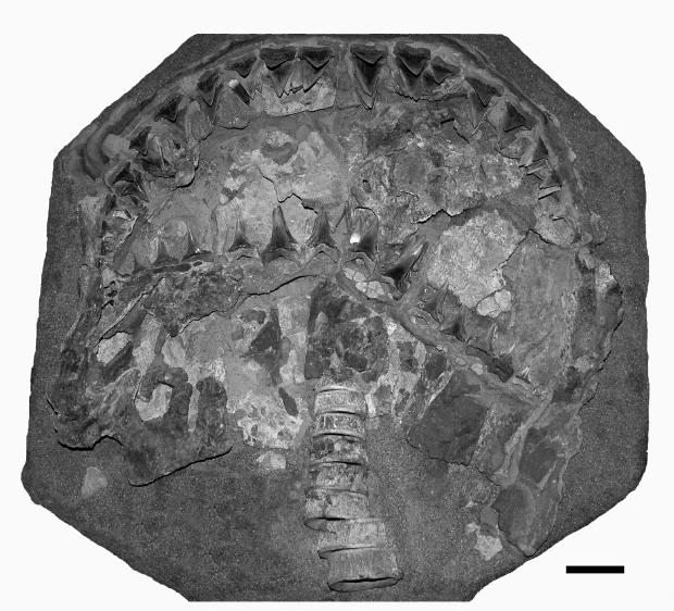 Peru shark fossil four million years old Peru shark fossil four million years old
